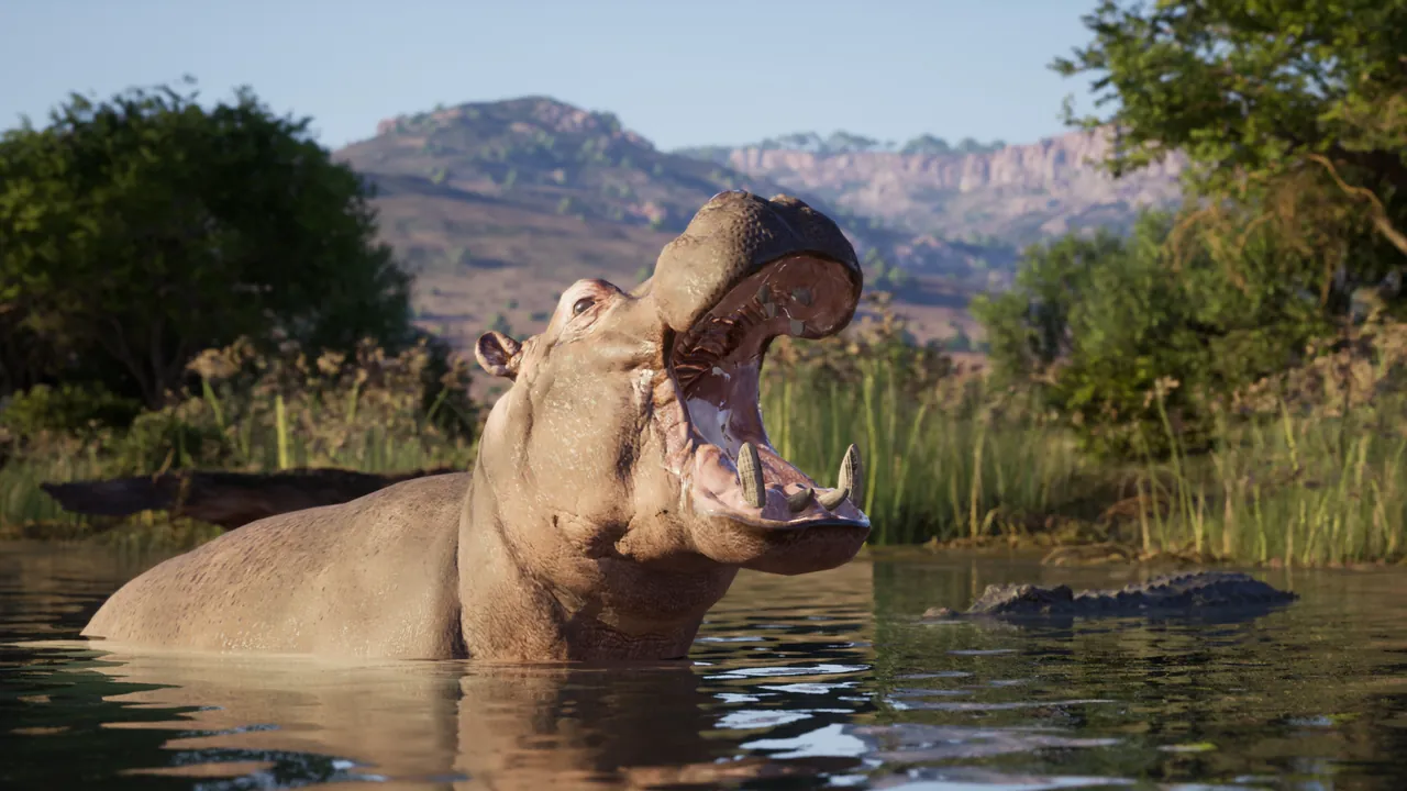 Common hippopotamus gape warning in Kilimaya Reserve water