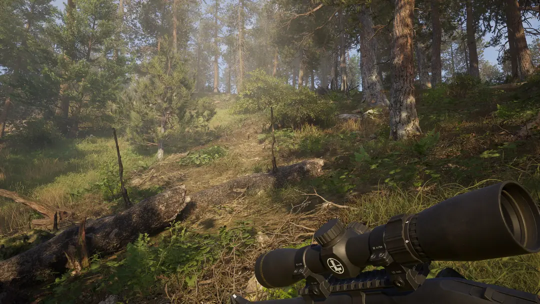 Scoped rifle on a sunlit forest trail inside the hunting reserve